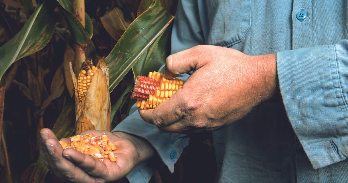 Blog conecta.ag | Exportação de milho no BR caminha para igualar recorde